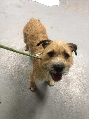 Top 9 Reasons You Should Adopt A Dog