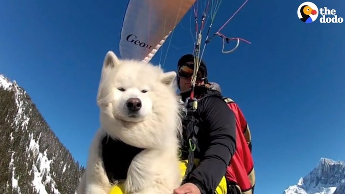 Captivating Outdoor Experiences For You And Your Dog