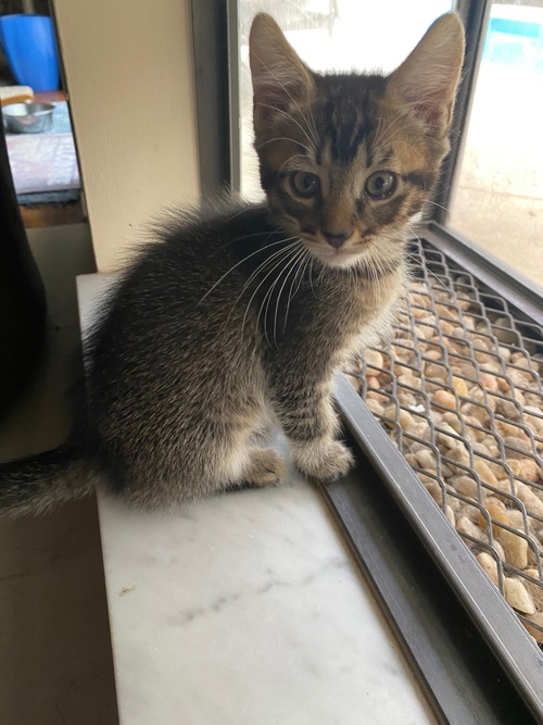 What First-Time Cat Owners Need to Know Before Adopting
