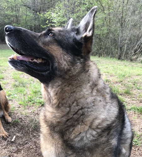 5 Safety Tips When Camping With Your Dog