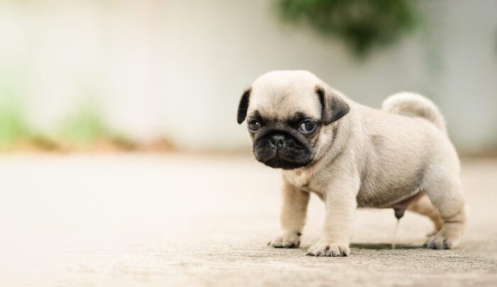 5 Tips and Tricks for Potty Training Your Dog