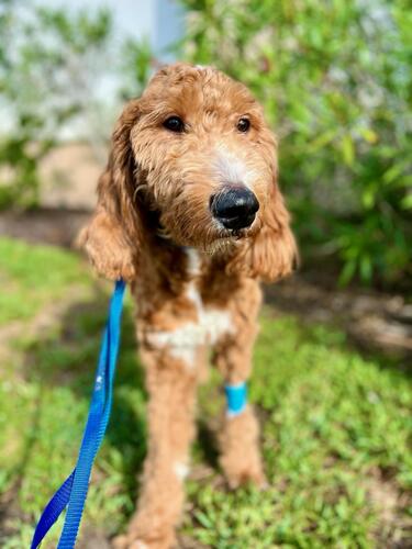 3 Ways You Can Prepare Your Home to Welcome a Rescue Dog