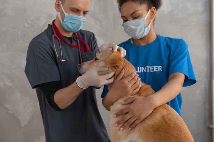 How To Make A Vet Visit Less Stressful