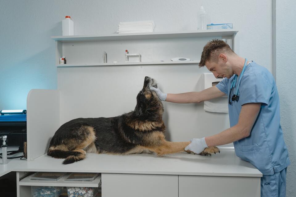 How To Make A Vet Visit Less Stressful