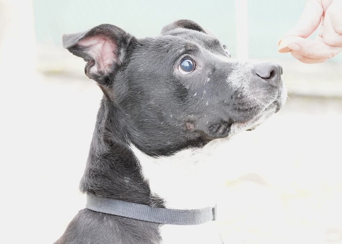 Gaining the Trust of a Formerly Abused Dog