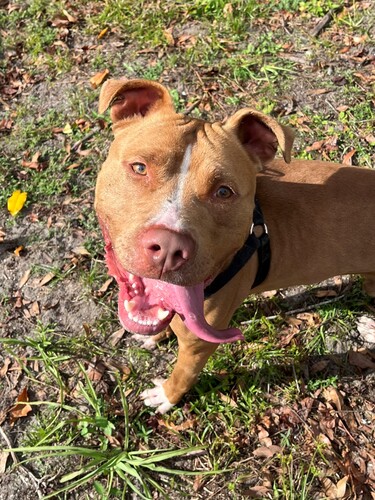 Halifax Humane Society Remains Committed to Open Admission Despite Escalating Surrenders and Difficult Decisions