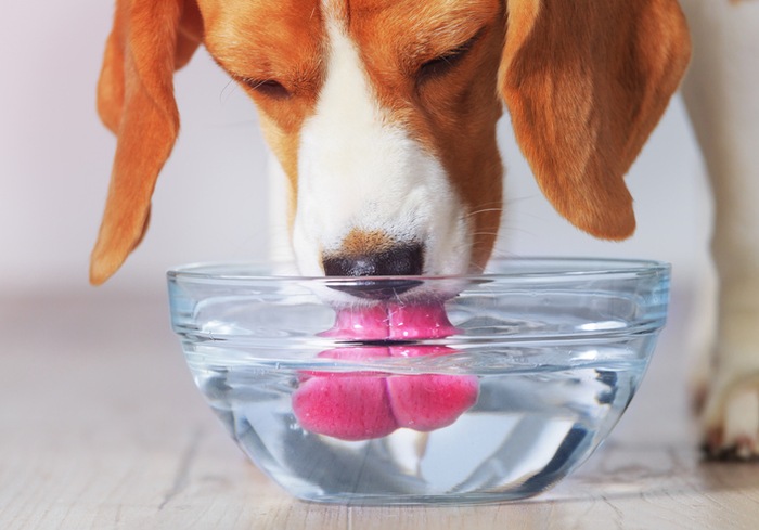 Why Is My Dog Drinking A Lot of Water?