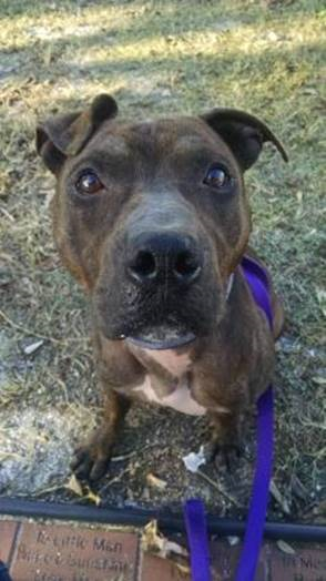 Cruelty & Investigations Resource