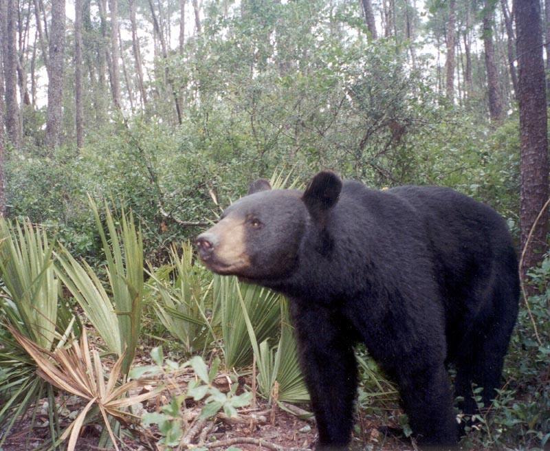 Wildlife & Triage Rehabilitation Transfer