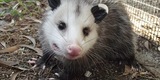 Wildlife & Triage Rehabilitation Transfer