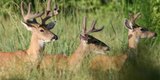 Wildlife & Triage Rehabilitation Transfer