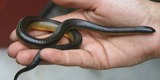 Wildlife & Triage Rehabilitation Transfer