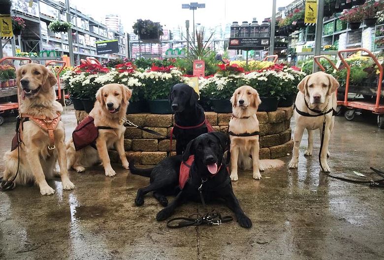 Pet Assisted Therapy