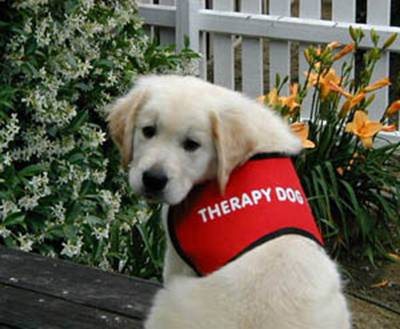 Pet Assisted Therapy