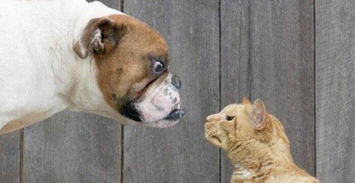 Fighting Like Cats and Dogs