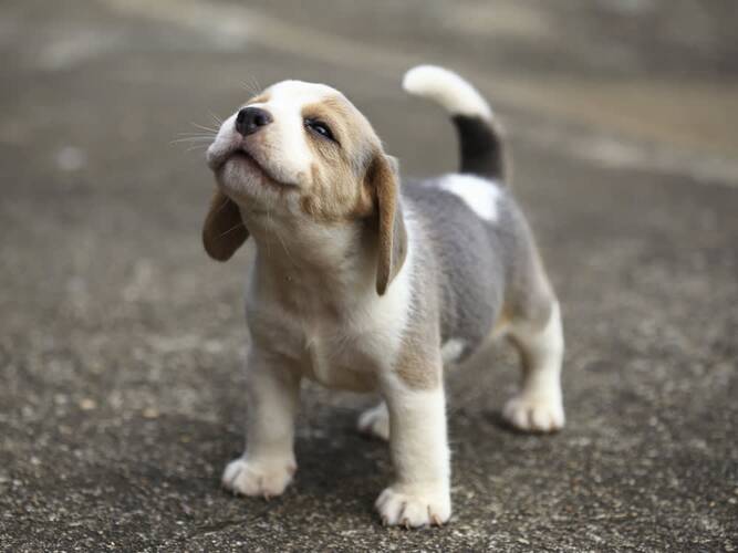 Destructive and Chews; Welcome to Puppy Land
