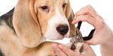Petcentric Travel and Rest Area