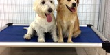 Petcentric Travel and Rest Area