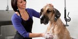 Petcentric Travel and Rest Area
