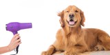 Petcentric Travel and Rest Area