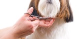 Petcentric Travel and Rest Area