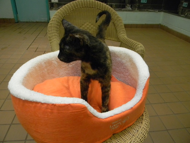 Adopt a Cat Get a FREE Bed! While supplies last!