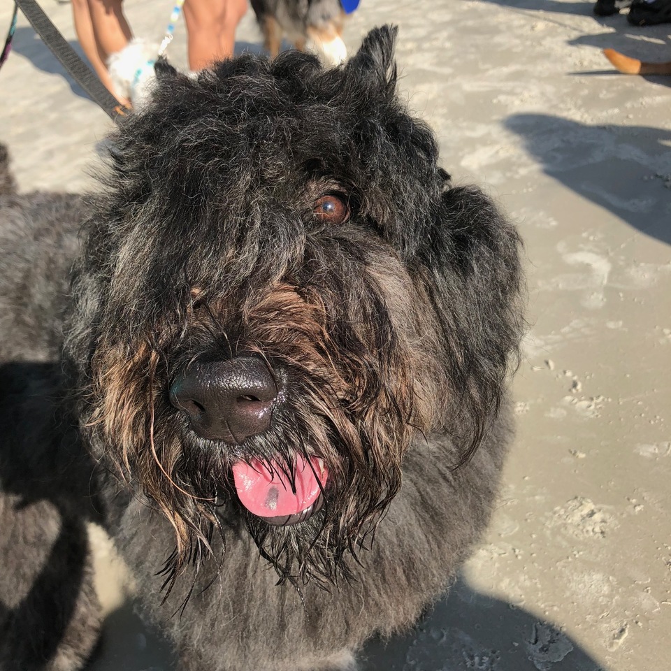 Mutt Strutt 2018 - Great Success!