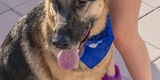 Mutt Strutt 2018 - Great Success!
