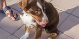 Mutt Strutt 2018 - Great Success!