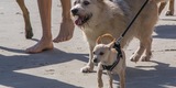 Mutt Strutt 2018 - Great Success!