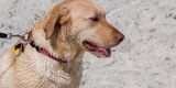 Mutt Strutt 2018 - Great Success!