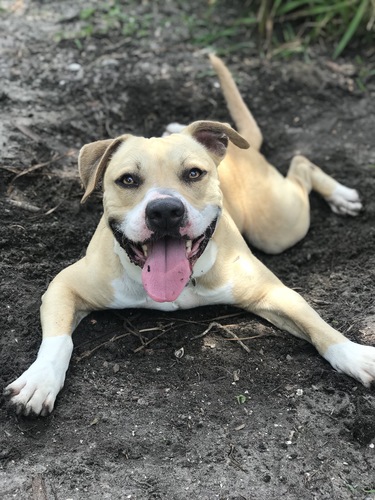 HHS awarded Dolly's Dream Dog Grant